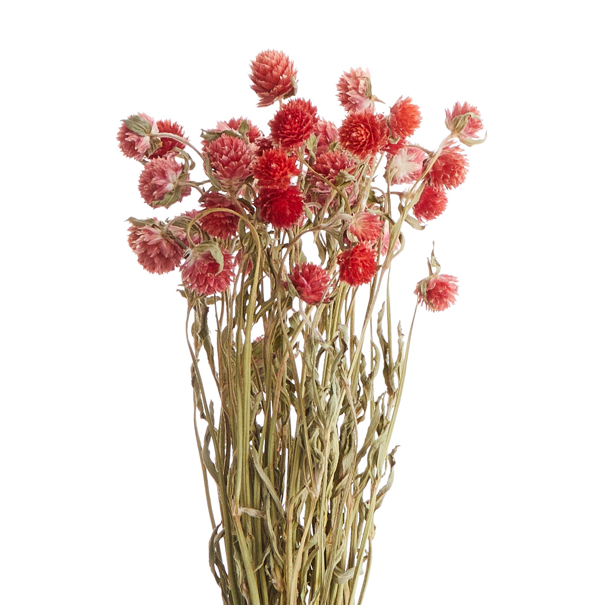 FLOWER MARKET Dried flower ball amaranth - Image 2