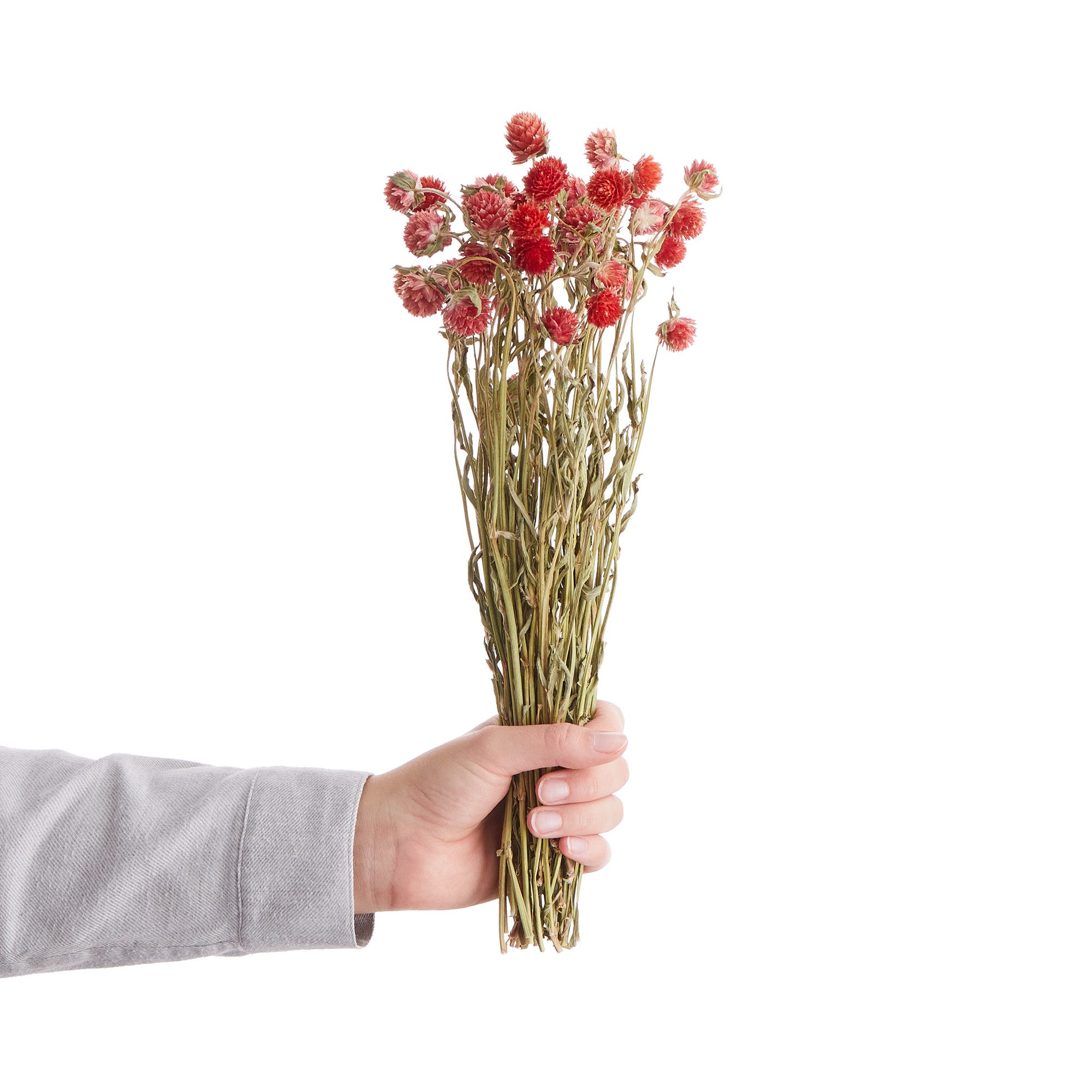 FLOWER MARKET Dried flower ball amaranth